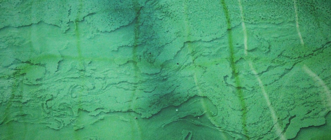 You Should Be Adding Spirulina into Your Daily Routine