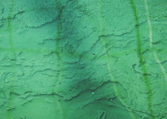 You Should Be Adding Spirulina into Your Daily Routine