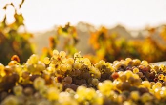 How to Master the Art of Pairing Natural Wine